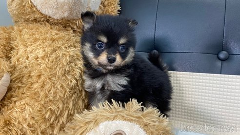 成約済の兵庫県のポメチワ:ポメラニアン×チワワ-314427の3枚目